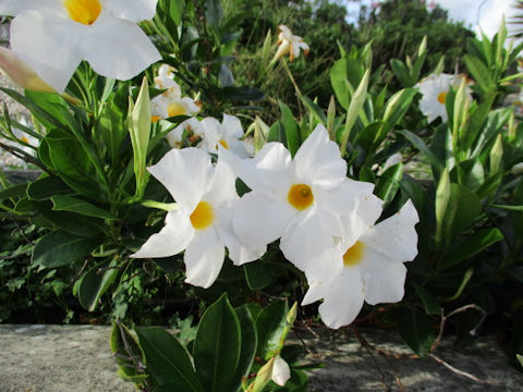 Mandevilla cv.