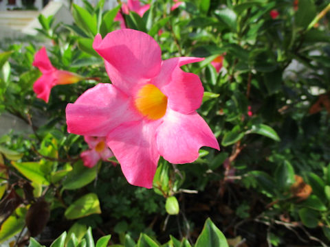 Mandevilla cv.