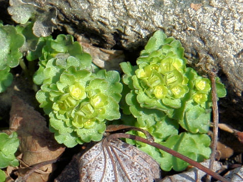 Chrysosplenium ramosum