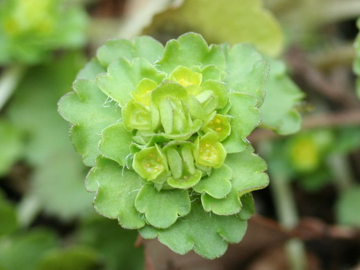 Chrysosplenium ramosum