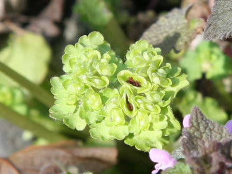 Chrysosplenium ramosum