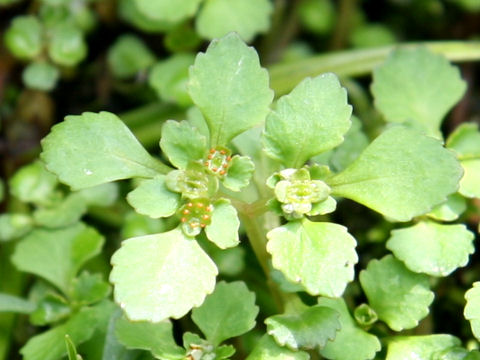 Chrysosplenium ramosum