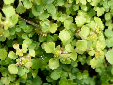 Chrysosplenium ramosum