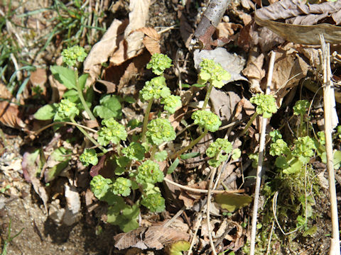 Chrysosplenium ramosum