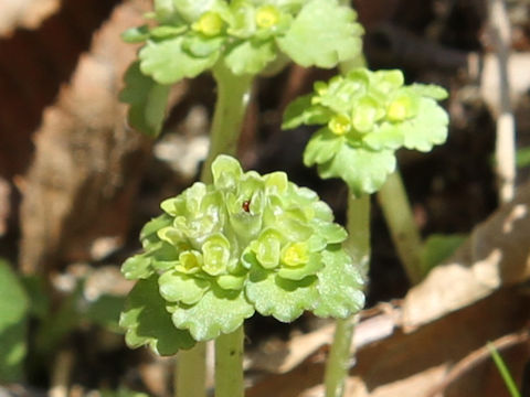 Chrysosplenium ramosum