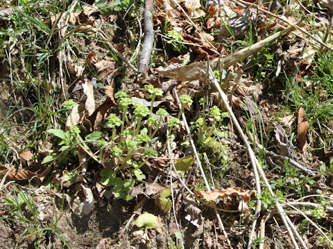 Chrysosplenium ramosum