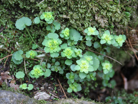 Chrysosplenium ramosum