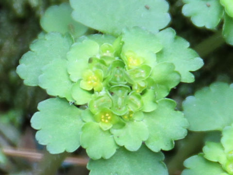 Chrysosplenium ramosum