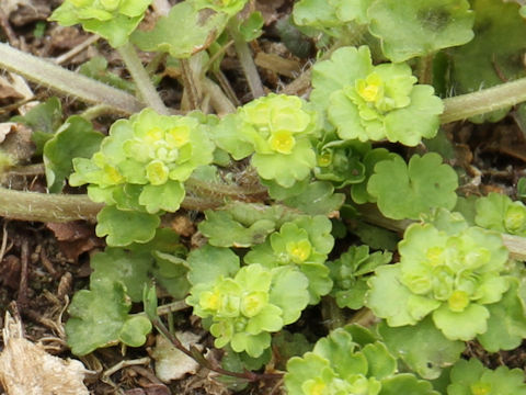 Chrysosplenium ramosum