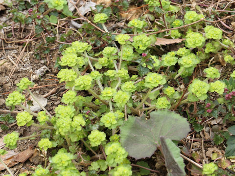 Chrysosplenium ramosum