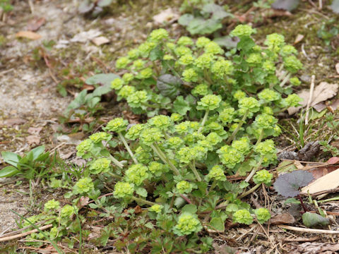 Chrysosplenium ramosum