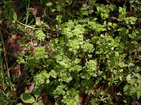 Chrysosplenium ramosum