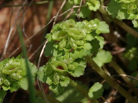 Chrysosplenium ramosum