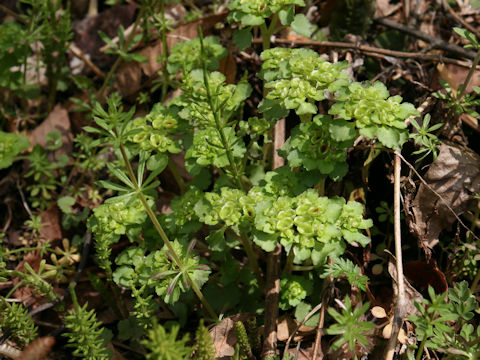 Chrysosplenium ramosum