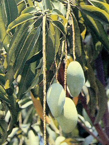 Mangifera indica