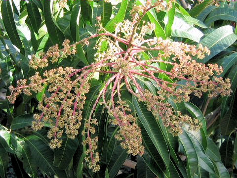 Mangifera indica