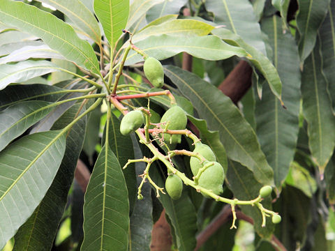 Mangifera indica