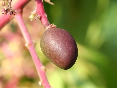 Mangifera indica