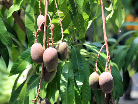 Mangifera indica