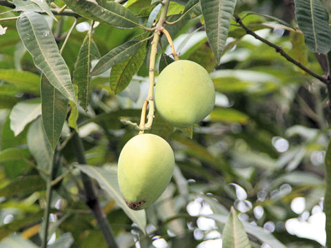 Mangifera indica