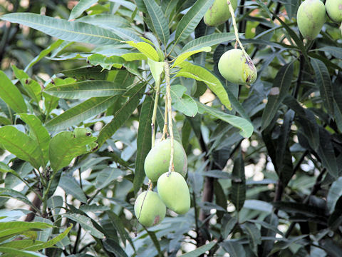 Mangifera indica