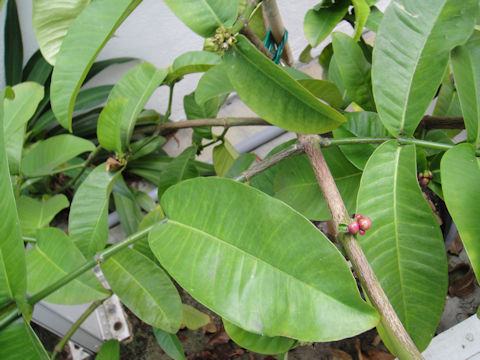 Mangifera indica