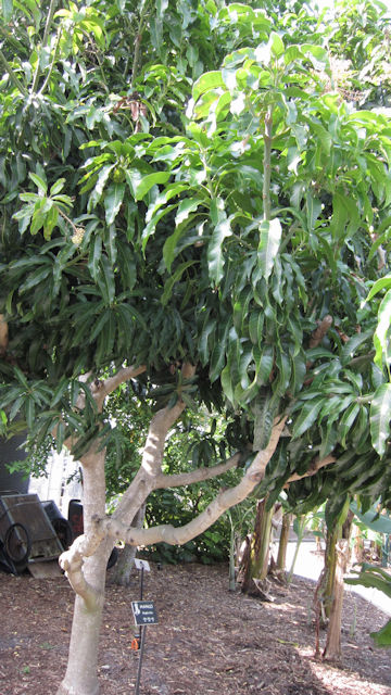 Mangifera indica