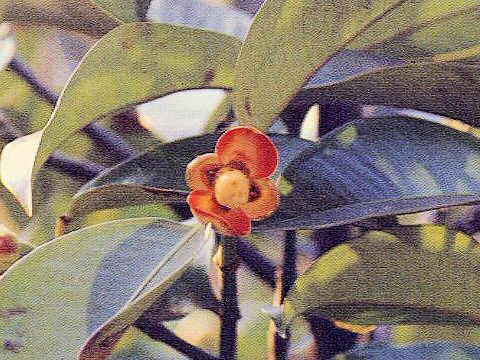 Garcinia mangostana