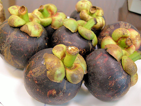 Garcinia mangostana