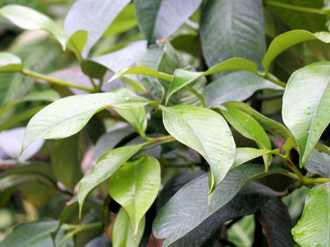 Garcinia mangostana