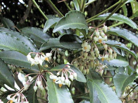 Ardisia crenata