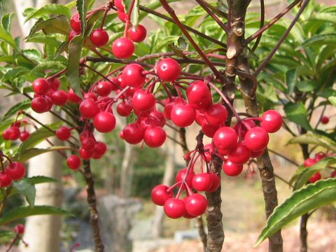 Ardisia crenata