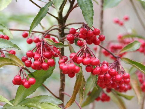 Ardisia crenata