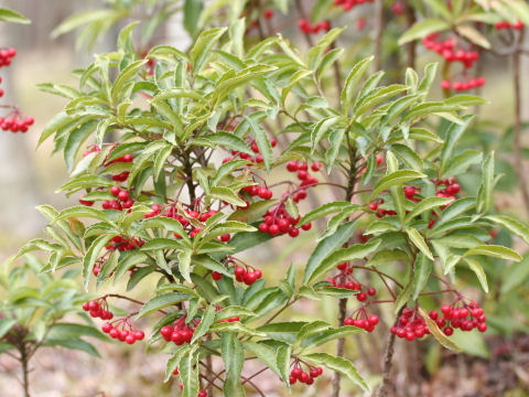 Ardisia crenata