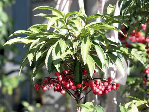 Ardisia crenata