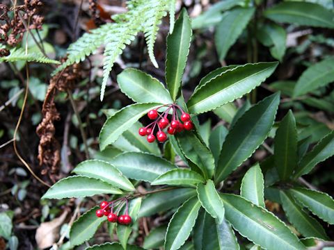 Ardisia crenata