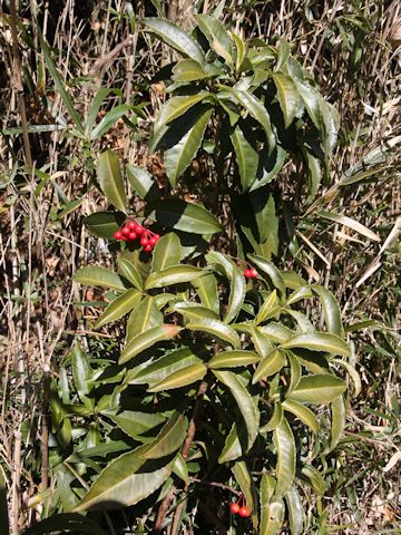 Ardisia crenata