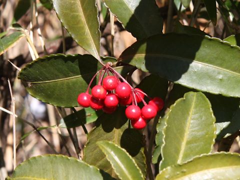 Ardisia crenata