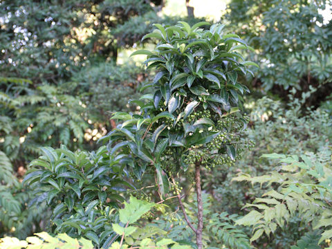 Ardisia crenata