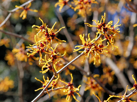 Hamamelis japonica