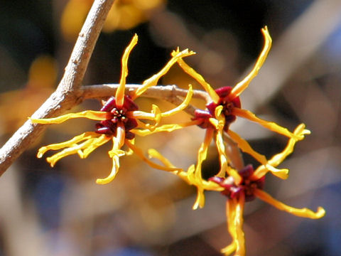 Hamamelis japonica