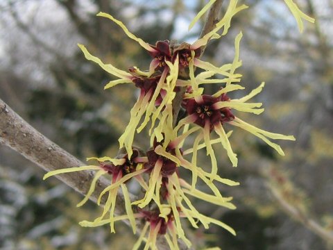 Hamamelis japonica