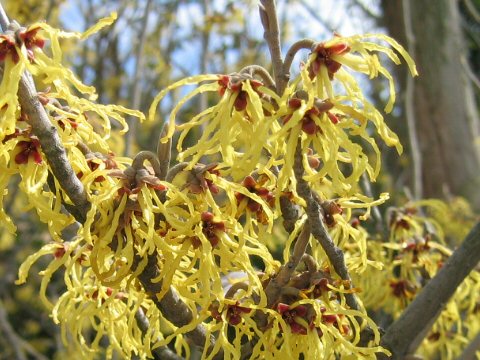 Hamamelis japonica