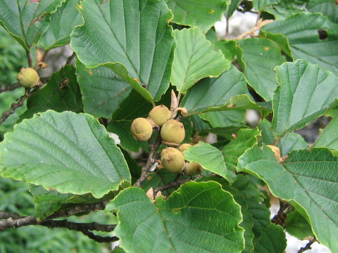 Hamamelis japonica