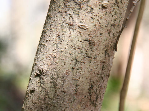 Hamamelis japonica