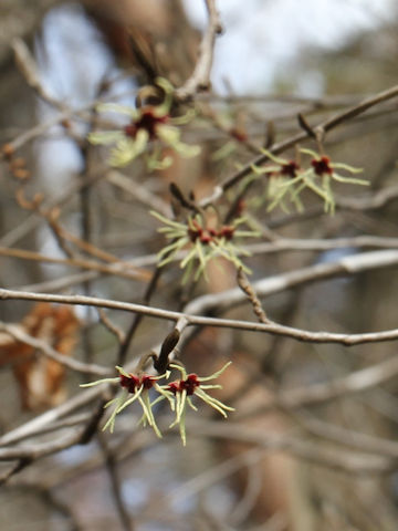 Hamamelis japonica