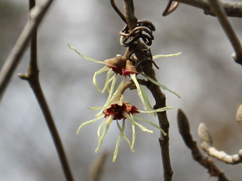 Hamamelis japonica