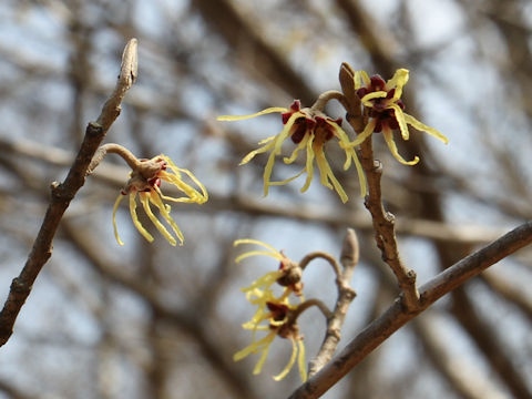 Hamamelis japonica