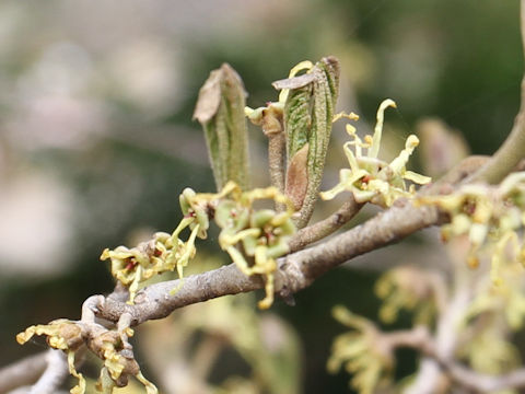 Hamamelis japonica