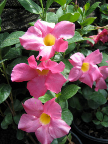 Mandevilla sanderi cv. Rosea